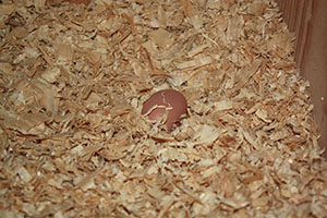 First egg